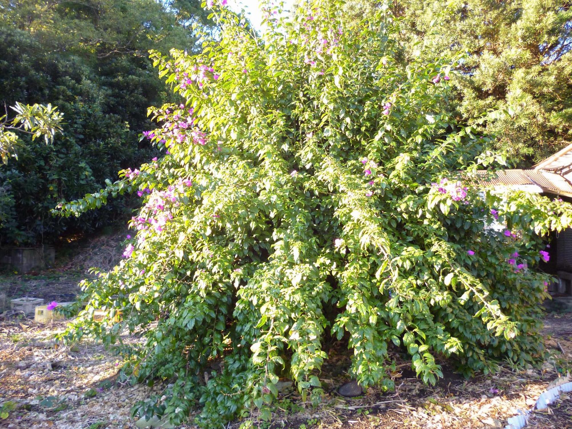 Pension Flora Tateyama  Buitenkant foto