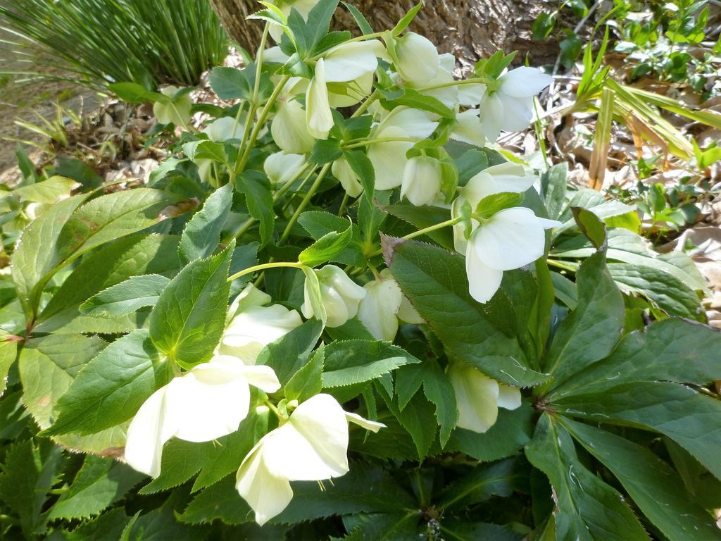 Pension Flora Tateyama  Buitenkant foto