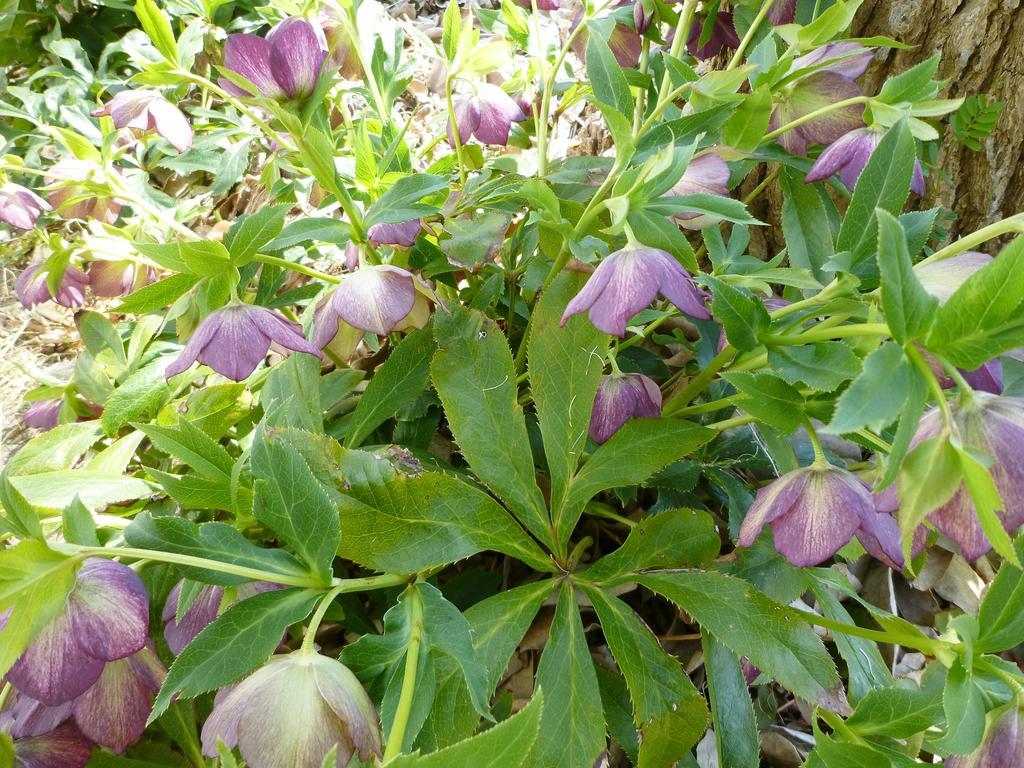Pension Flora Tateyama  Buitenkant foto