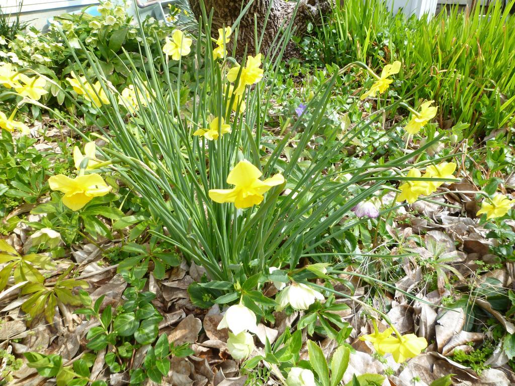 Pension Flora Tateyama  Buitenkant foto